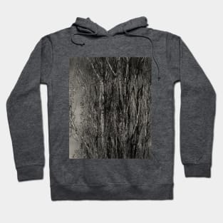 Dying Poplar and Live Branch - Lake Hoodie